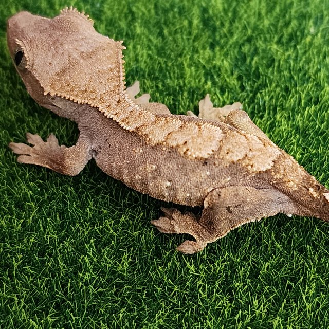 노멀 화이트스팟 트라이