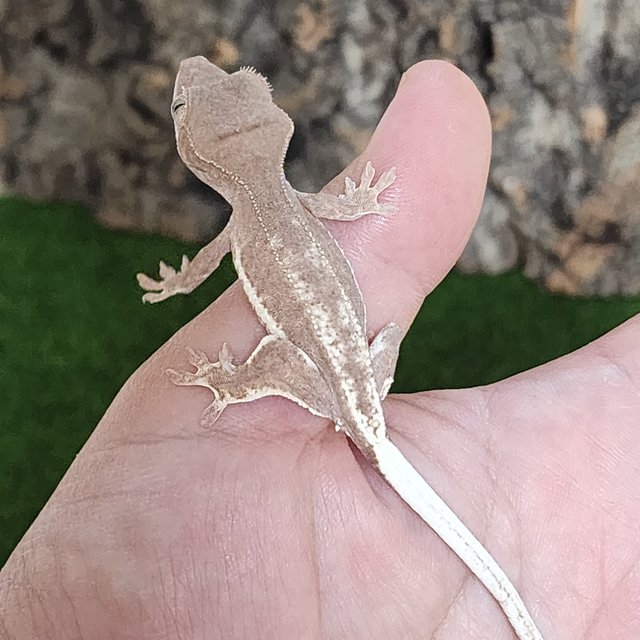 프라푸치노 팬텀