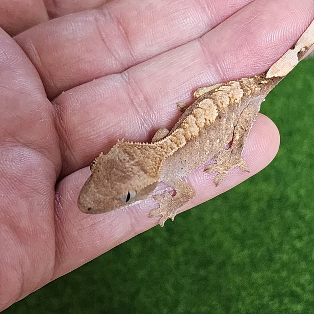 노멀 화이트스팟 트라이