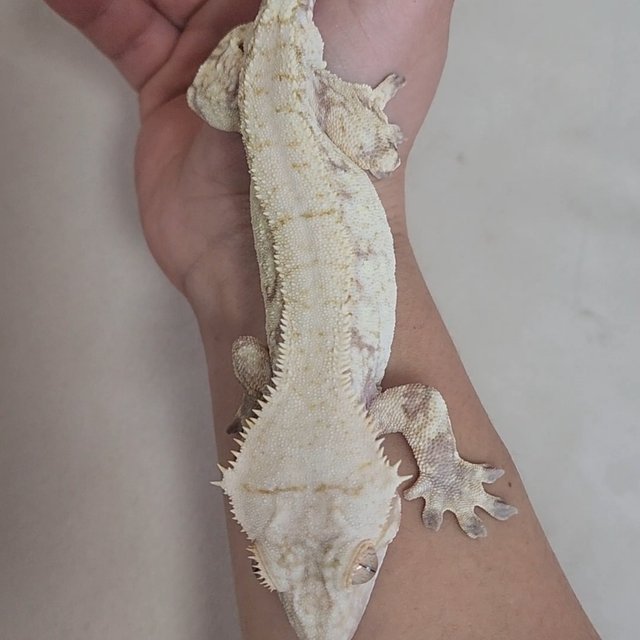 노멀 화이트스팟 화이트포트홀