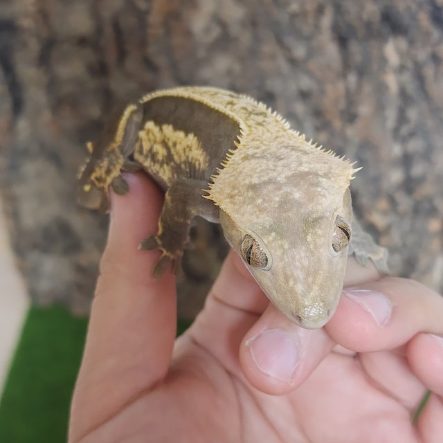 노멀 100%헷아잔틱