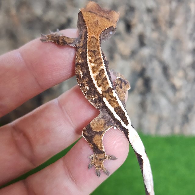 카푸치노 트라이