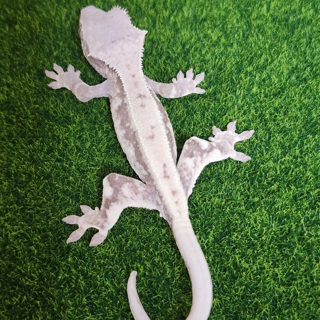 릴리 세이블 세이블 릴리화이트