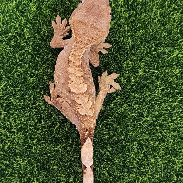 노멀 화이트스팟 트라이