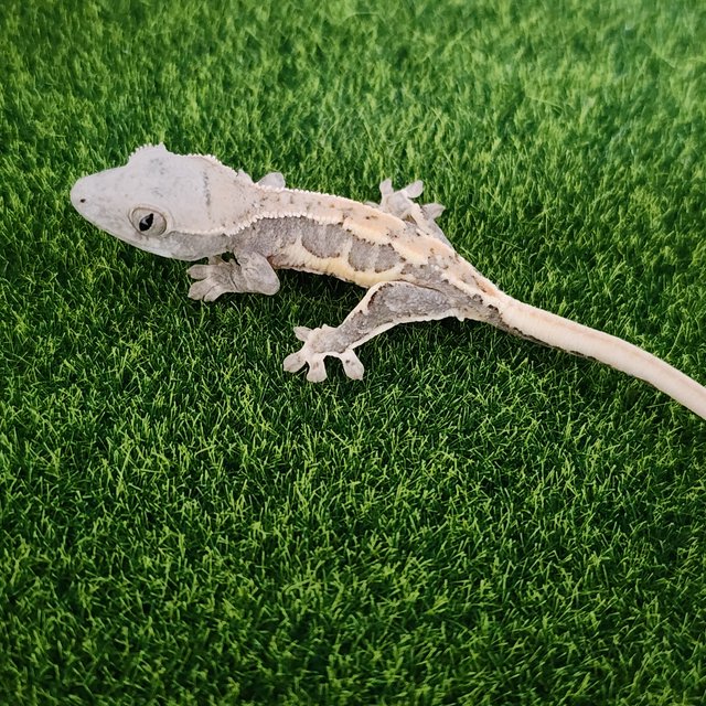 릴리100%헷아잔틱 릴리화이트