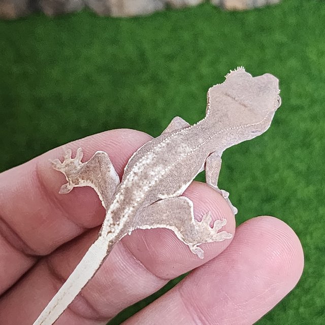 프라푸치노 팬텀