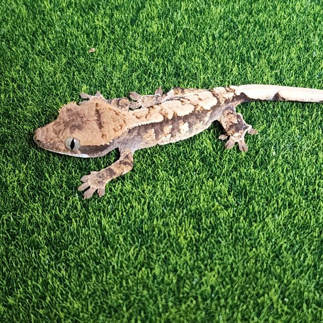 노멀 트라이 익스트림할리퀸