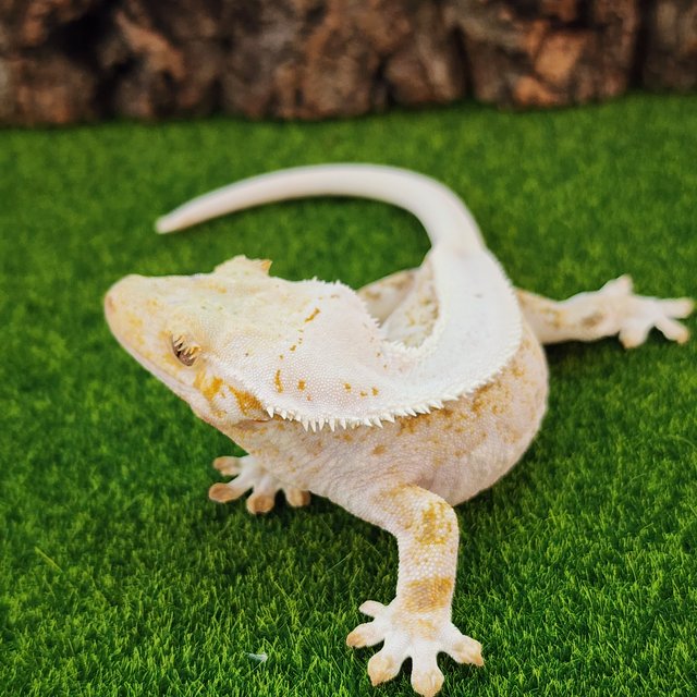 릴리화이트 화이트스팟