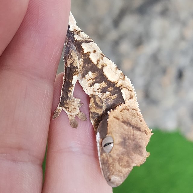 노멀 트라이 익스트림할리퀸