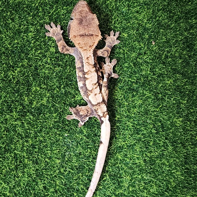 노멀 트라이 익스트림할리퀸