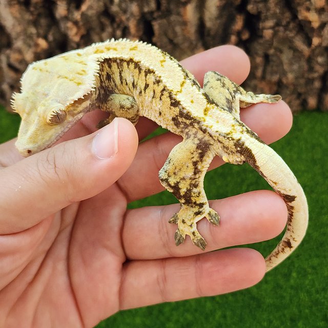 트라이 노멀 화이트핀 타이거