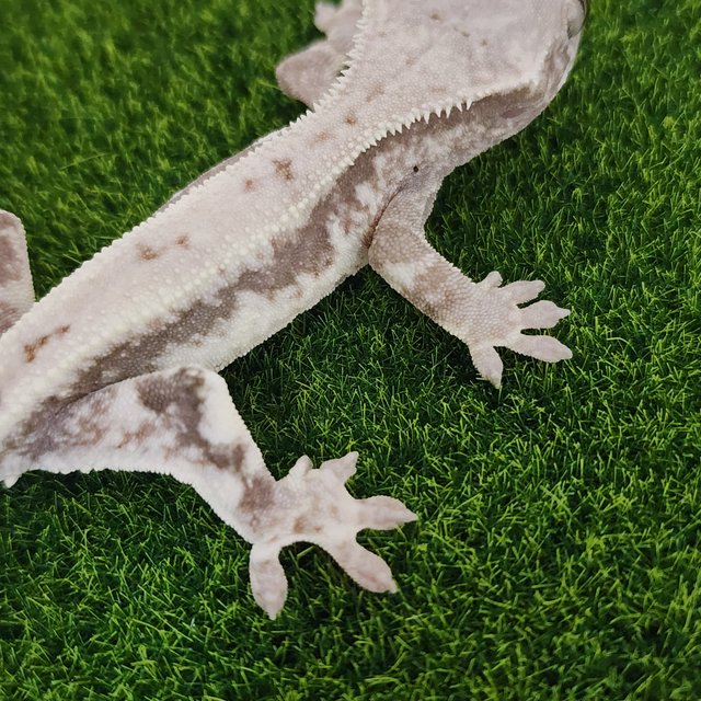 릴리 세이블 세이블 릴리화이트