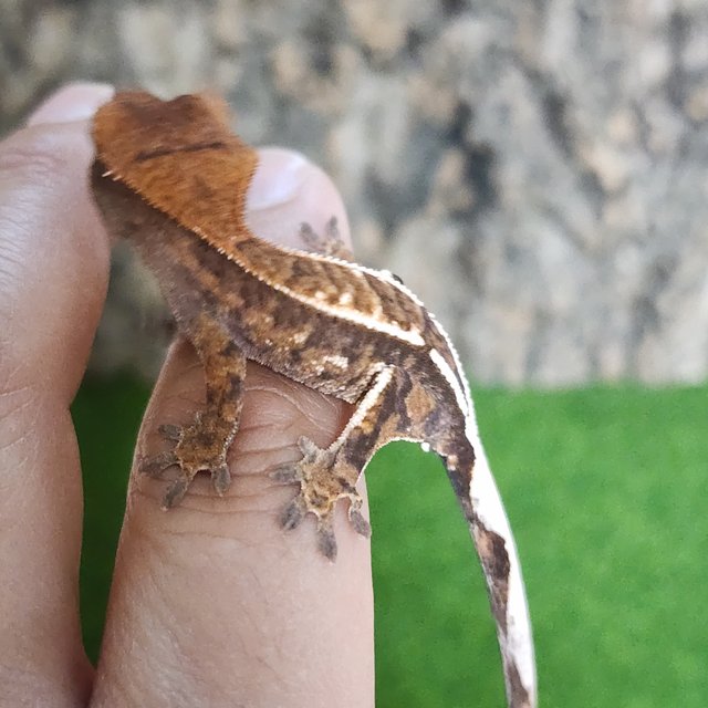 카푸치노 트라이