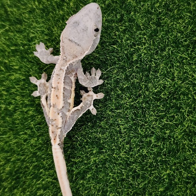 릴리100%헷아잔틱 릴리화이트