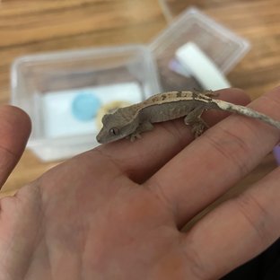 세이블 100%헷아잔틱