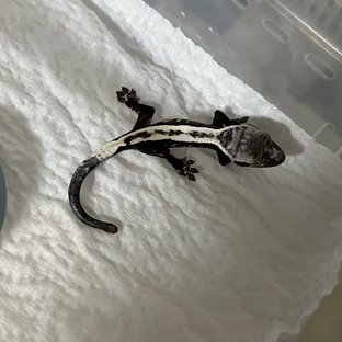 세이블 아잔틱 핀스트라이프 화이트핀