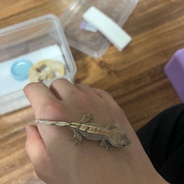 세이블 100%헷아잔틱