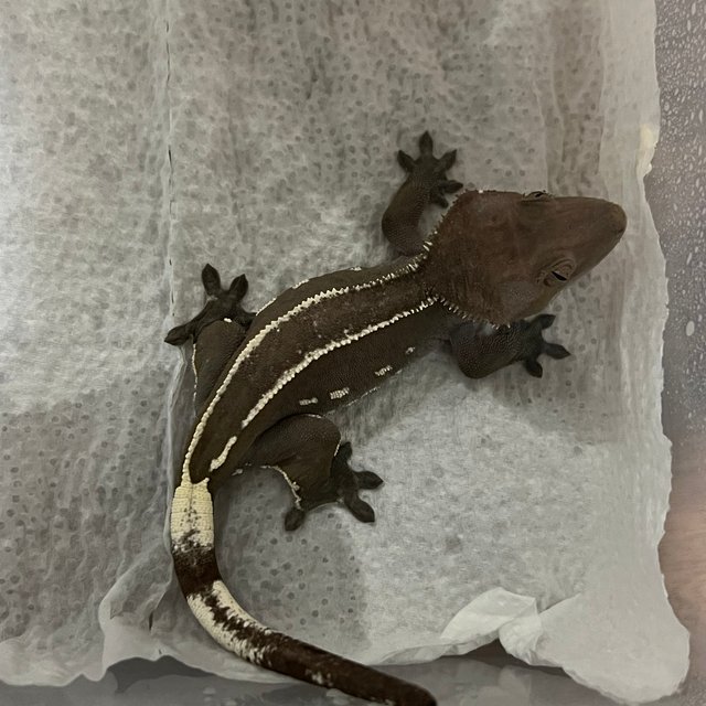 아잔틱 화이트핀 핀스트라이프