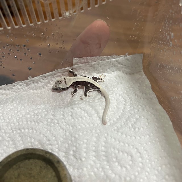 릴잔틱 슈퍼스트라이프