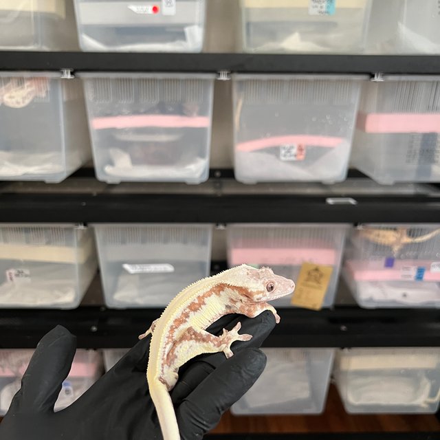 릴리 세이블 100%헷아잔틱 솔리드백