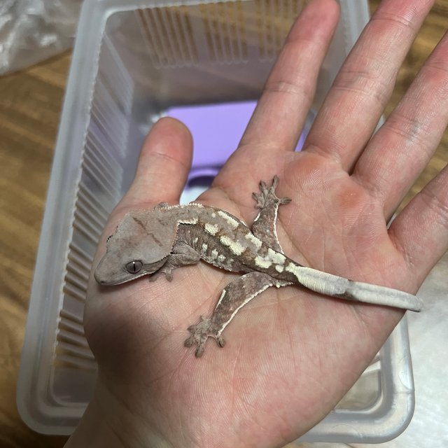 초초 화이트포트홀