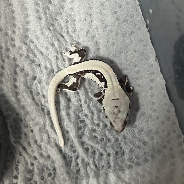 릴잔틱 솔리드백 화이트스팟