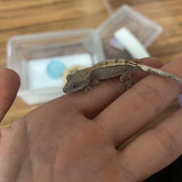 세이블 100%헷아잔틱