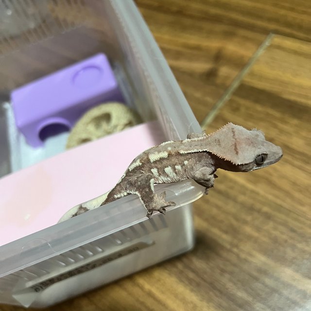 초초 화이트포트홀