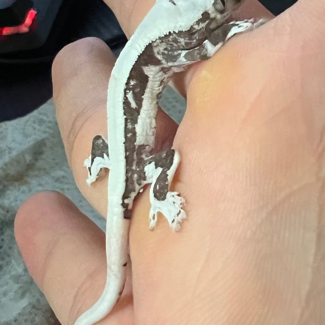 릴잔틱 솔리드백 화이트스팟