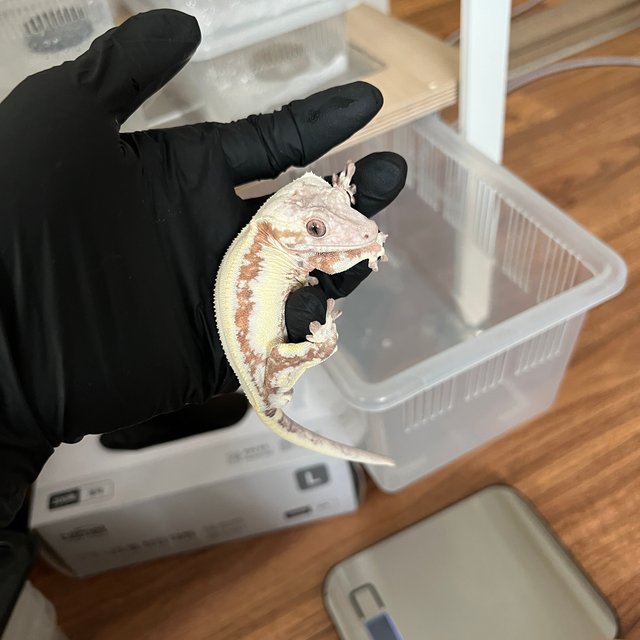 릴리 세이블 100%헷아잔틱 솔리드백