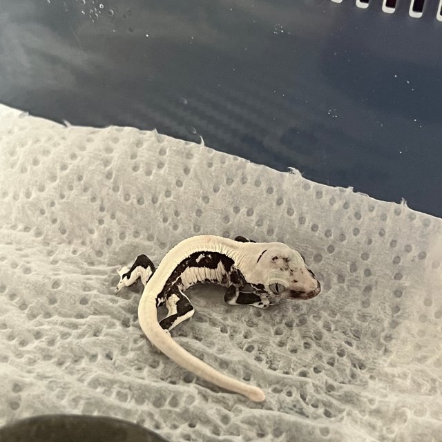 릴잔틱 솔리드백 화이트스팟