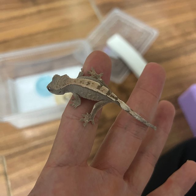 세이블 100%헷아잔틱