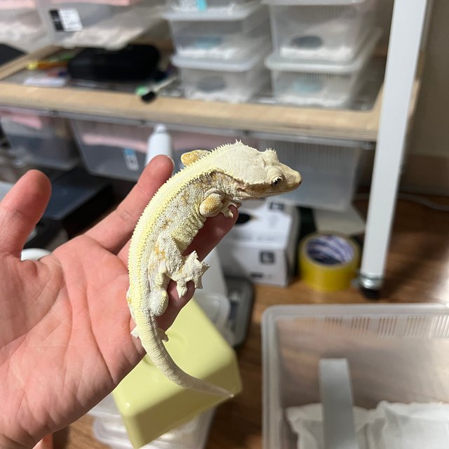 100%헷초초 릴리화이트 솔리드백