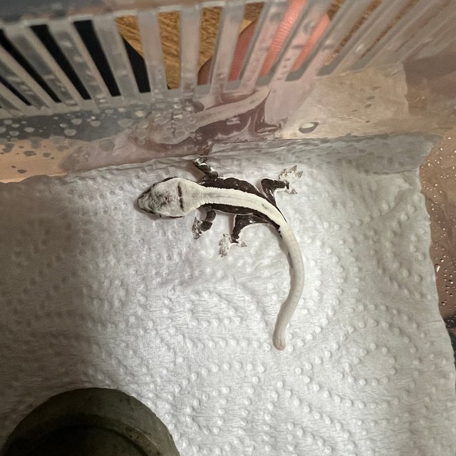 릴잔틱 슈퍼스트라이프