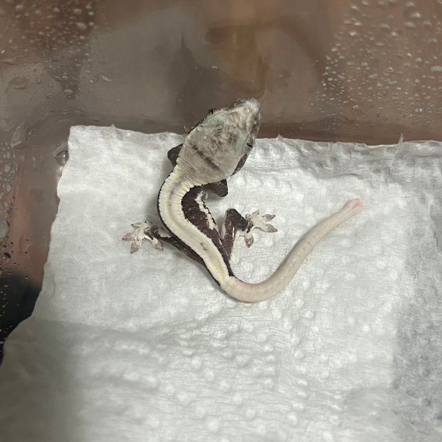 릴잔틱 슈퍼스트라이프