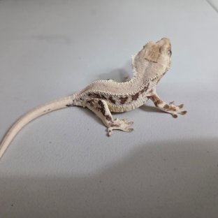 릴리 세이블 100%헷아잔틱 솔리드백