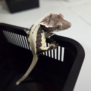 릴리 세이블 아잔틱