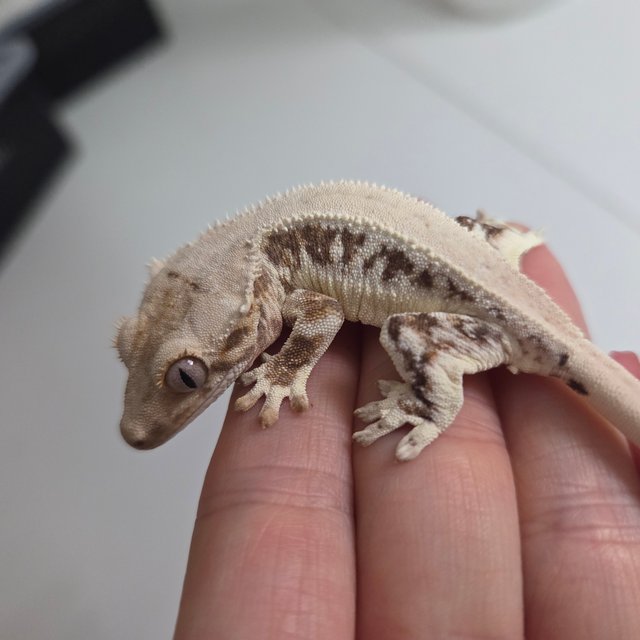 릴리 세이블 100%헷아잔틱 솔리드백