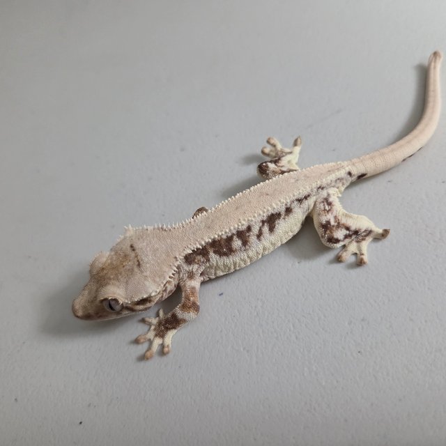 릴리 세이블 100%헷아잔틱 솔리드백