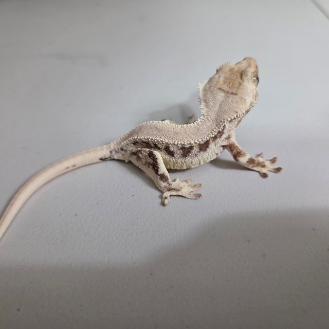 릴리 세이블 100%헷아잔틱 솔리드백