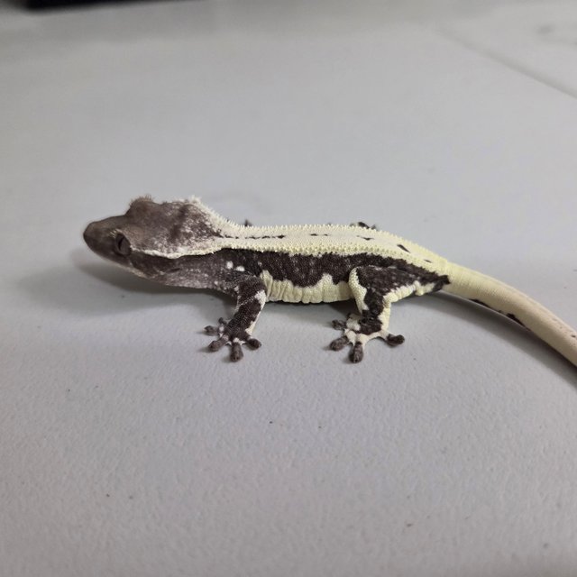 릴리 세이블 아잔틱