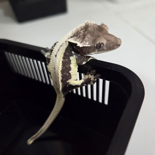 릴리 세이블 아잔틱