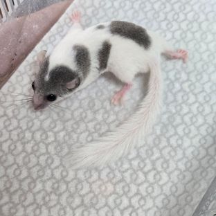 오레오 그레이