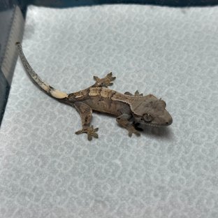 세이블