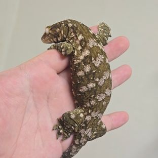 누아미