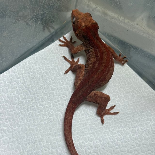 레드 스트라이프