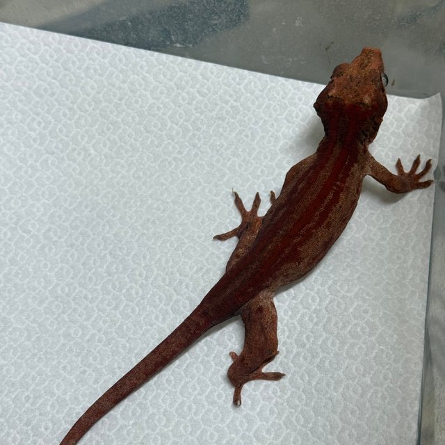 레드 스트라이프