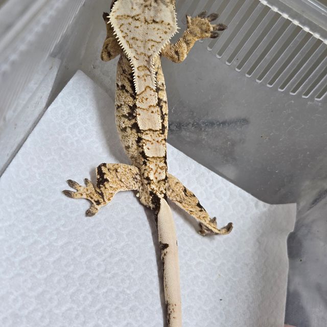 트라이