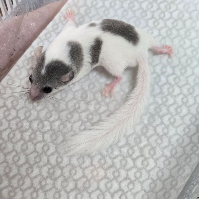 오레오 그레이