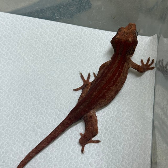 레드 스트라이프